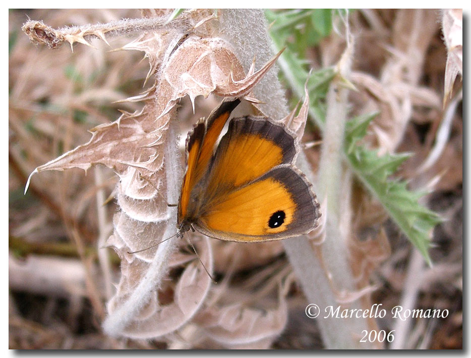 Prime visioni: 3. Pyronia cecilia (Lepidoptera, Satyridae)